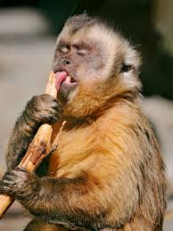 She's had her full vet. Baby White Tufted Monkey Peepsburgh