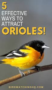 Birds That Look Like Baltimore Orioles Attract Orioles With These 5 Simple Strategies 2020 Bird Watching Hq Backyard Birds Sanctuary Humming Bird Feeders Oriole Bird Feeders