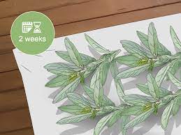 Read about our journey to sage success on the gardenerd blog. How To Prune Sage 10 Steps With Pictures Wikihow