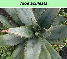 Image result for Aloe bicomitum