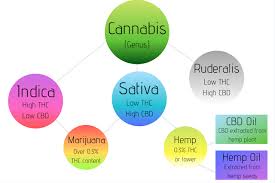 Cbd Oil Vs Hemp Oil Whats The Difference Cbd Oil Review
