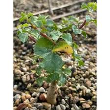 Image result for Commiphora pteleifolia
