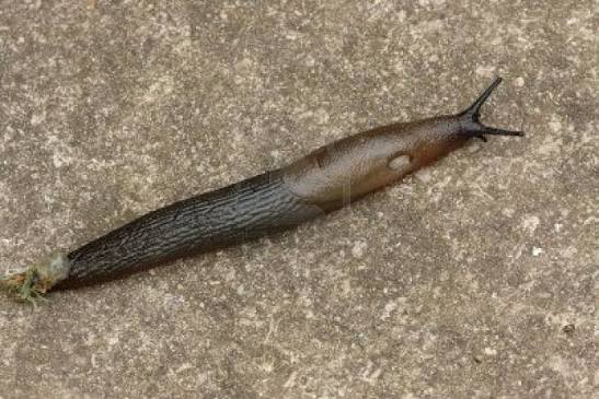 Know your Slugs