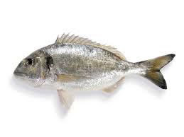 Acvariu de apa sarata ( acvariu marin ) in acest articol evidentiem principalele diferente intre cele doua tipuri de acvarii si mentenanta la fel si la acvariile cu apa sarata le putem clasifica in diferite tipuri de acvarii. Pesti De Balta Toate Animalele