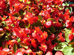 Check spelling or type a new query. Plants Poisonous To Dogs Cats Top 15 Most Common Install It Direct