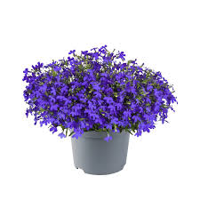 Image result for Lobelia thermalis