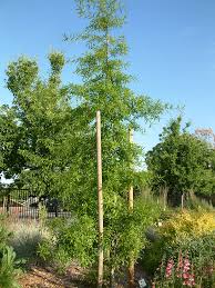 Image result for Afrocarpus falcatus