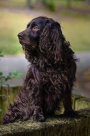 Cullen A Boykin Spaniel From St Matthews Sc Best Dog Photos Dog Photo Contest Best Dogs