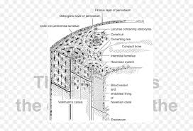 Cancellous bones, compact bone, cortical bone, diaphyses, haversian canal, lamella, marrow cavity, osseous tissue, osteons, spongy bone, trabeculae. Structure Of Compact Bone Diagram Png Free Transparent Png Images Pngaaa Com