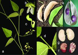 Image result for Phaseolus lunatus