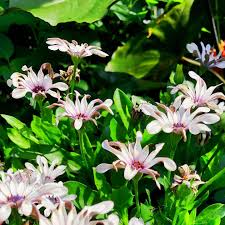 Schneeflocke Botanischergarten Munster Pflanzen Gartentechnik Pflanzen Botanischer Garten Gartentechnik