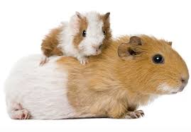 They may carry a virus called lymphocytic choriomeningitis virus (also called lcmv) that can be harmful to you and your baby. Your Baby Guinea Pig What To Expect And How To Look After Them