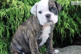 We specialize in english bulldogs and bulldogs only. Puppies For Sale From The Bulldog Connection Member Since August 2016