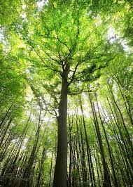 A Beech Tree Forest In Ger Poster By Stunning Wallpapers Displate In 2021 Beech Tree Tree Tree Photography