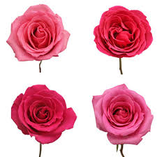 Rose flowers lovely flowers flowers rose lovely lovely rose roses high definition picture practical picture exquisite pictures picture quality printing application bouquets petals flower love high definition pictures creative picture red delicious romance bright beautiful roses hd picture red roses. Bright Pink Flowers Fiftyflowers