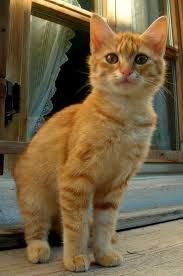from and my cat on facebook orange cat ideas of orange cat orangecat from and my cat on facebook the orange tabby cats beautiful cats orange cats