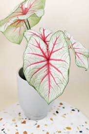 Once caladiums begin to grow, you will need to increase the water somewhat to supply the vegetation with ample hydration. Caladium Fiesta With Hot Pink Veins Fully Grown Plant By Plant Circle
