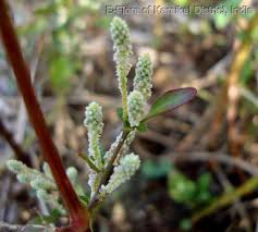 Image result for Nothosaerva