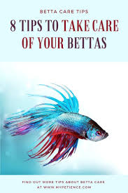 Sujit kumar modak on june 28, 2020: How To Take Care Of Betta Fish As A Beginner In 2021 Betta Fish Betta Breeding Betta Fish