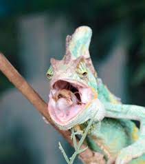 We did not find results for: What Do Chameleons Eat Lovetoknow