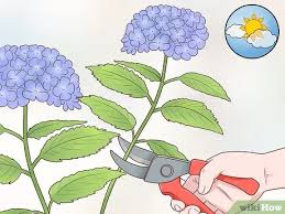 I started cutting my blooms off to enjoy in my home. 3 Ways To Cut Hydrangea Blooms Wikihow