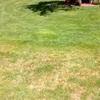 Trugreen.co.uk is tracked by us since november, 2019. Top 641 Trugreen Lawn Care Reviews Page 189