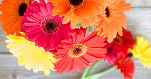 Image result for foto Osteospermum