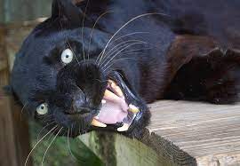 Maybe you would like to learn more about one of these? Angry Black Panther Photograph By Kenneth Albin