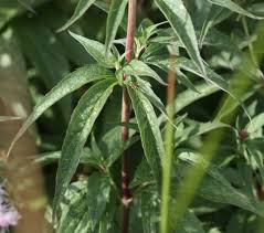 Image result for eupatorium cannabinum images