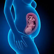Semana 36 de apocamiento cuantos meses male offspring. Semana 36 De Embarazo Averigua Como Esta Tu Bebe
