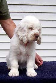 8 1 2 Weeks Clumber Spaniel Clumber Spaniel Puppy Spaniel