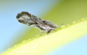 Image result for Citropsis