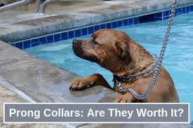 Using a choke chain with your dog has its pros and cons. Prong Collars For Dogs Are They Safe Worth It Therapy Pet
