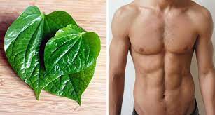 Tanaman dengan nama latin sauropus androgynus l.merr. Kebaikan Daun Kaduk Untuk Penghadaman Lelaki Maskulin