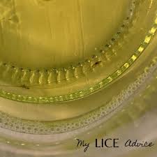 Does Lysol Kill Lice Experiment Video My Lice Advice