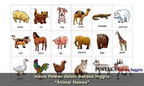 Dan berikut contoh soal soalnya. Nama Hewan Dalam Bahasa Inggris National Geographic Documentary