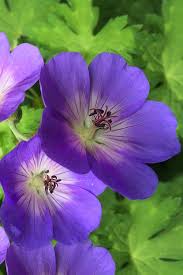 Image result for Geranium