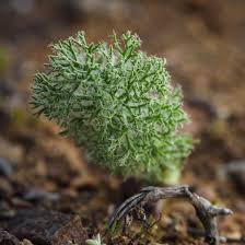 Image result for Eriospermum