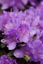 These Compact Rhododendrons Deserve A Second Look Plants Rhododendron Evergreen Flowers