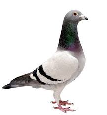 birds transparent search results pigeon pictures bird pigeon