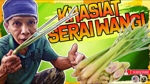 Serai wangi bukan serai yang digunakan untuk memasak. Sangat Bermanfaat Khasiat Serai Wangi Untuk Kesihatan Tubuh Youtube