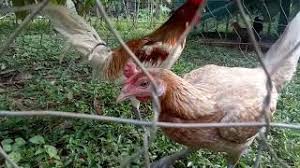 Saat ini ayam ini sangat gerakan sabung ayam peruvian ini cukup lincah dalam bertarung serta memiliki power yang besar. Peru Peruvian Vs Peru Carmelo Youtube