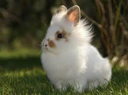 Rabbits are somewhat spiritual lovers, they are extremely social and enjoy companionship what does seeing a hare mean in a dream? Top 10 Dwarf Rabbit Breeds With Pictures