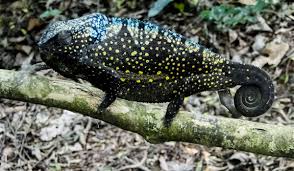 Image result for Dialium holtzii