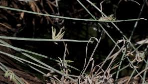 Image result for Cyperus laevigatus
