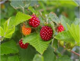 Image result for Rubus