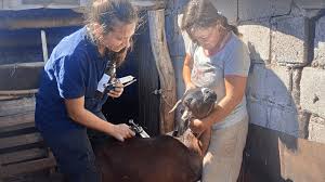 Continúa la asistencia sanitaria a productores en Villa del Carmen - Radio Latitud Puntana 89.7 FM
