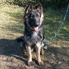 German shepherds should be well socialized early in life. More German Shepherd Puppies And Dogs That Have Found New Homes