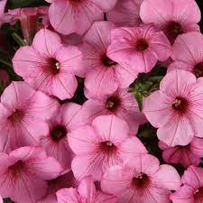 Proven Winners Supertunia Flamingo Petunia 4 25 In Grande Supprw1386520 The Home Depot Petunias Pink Flowers Proven Winners
