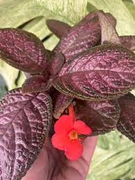 Image result for episcia